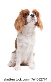 Cavalier King Charles Spaniel Is Sitting In Studio On White Background - Isolate With Shadow.