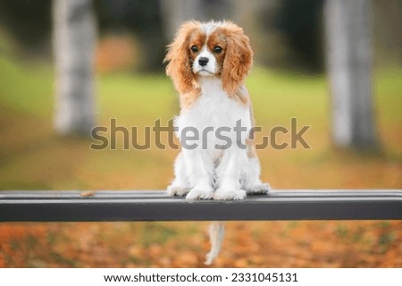 cavalier king charles spaniel sitting on a bench in autumn