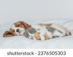 Cavalier King Charles Spaniel sleeps with tiny kitten on the bed at home. Kitten hugs  toy bear
