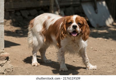 The Cavalier King Charles Spaniel Is A Small Breed Of Spaniel Classed In The Toy Group Of The Kennel Club And The American Kennel Club.