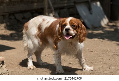 The Cavalier King Charles Spaniel Is A Small Breed Of Spaniel Classed In The Toy Group Of The Kennel Club And The American Kennel Club.