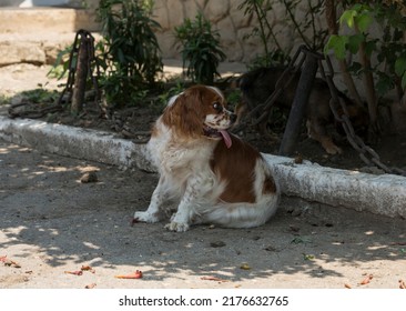 The Cavalier King Charles Spaniel Is A Small Breed Of Spaniel Classed In The Toy Group Of The Kennel Club And The American Kennel Club.