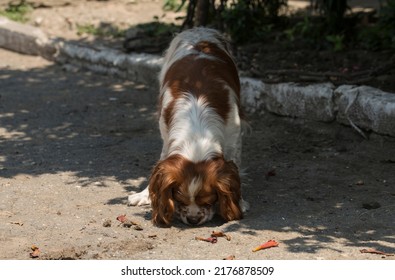 The Cavalier King Charles Spaniel Is A Small Breed Of Spaniel Classed In The Toy Group Of The Kennel Club And The American Kennel Club.