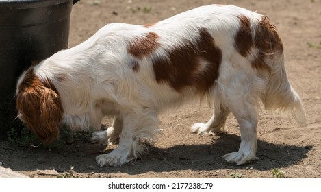 The Cavalier King Charles Spaniel Is A Small Breed Of Spaniel Classed In The Toy Group Of The Kennel Club And The American Kennel Club.