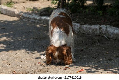 The Cavalier King Charles Spaniel Is A Small Breed Of Spaniel Classed In The Toy Group Of The Kennel Club And The American Kennel Club.