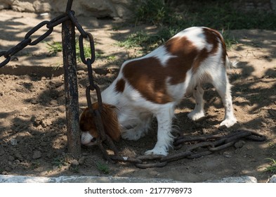 The Cavalier King Charles Spaniel Is A Small Breed Of Spaniel Classed In The Toy Group Of The Kennel Club And The American Kennel Club.