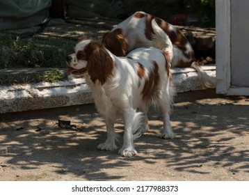 The Cavalier King Charles Spaniel Is A Small Breed Of Spaniel Classed In The Toy Group Of The Kennel Club And The American Kennel Club.