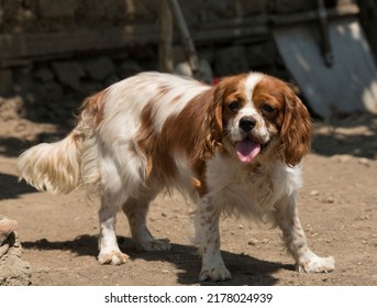 The Cavalier King Charles Spaniel Is A Small Breed Of Spaniel Classed In The Toy Group Of The Kennel Club And The American Kennel Club.