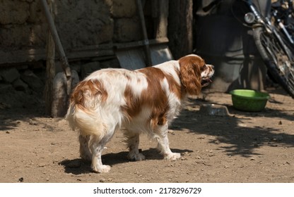 The Cavalier King Charles Spaniel Is A Small Breed Of Spaniel Classed In The Toy Group Of The Kennel Club And The American Kennel Club.