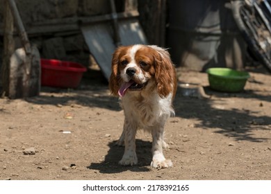 The Cavalier King Charles Spaniel Is A Small Breed Of Spaniel Classed In The Toy Group Of The Kennel Club And The American Kennel Club.