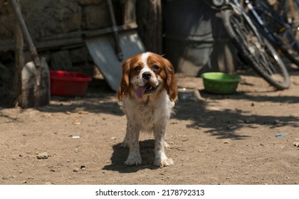 The Cavalier King Charles Spaniel Is A Small Breed Of Spaniel Classed In The Toy Group Of The Kennel Club And The American Kennel Club.