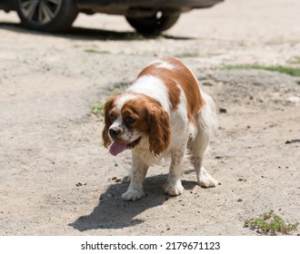 The Cavalier King Charles Spaniel Is A Small Breed Of Spaniel Classed In The Toy Group Of The Kennel Club And The American Kennel Club.