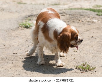 The Cavalier King Charles Spaniel Is A Small Breed Of Spaniel Classed In The Toy Group Of The Kennel Club And The American Kennel Club.