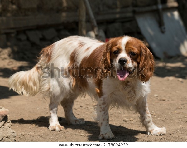 The Cavalier King Charles Spaniel is a small breed\
of spaniel classed in the toy group of The Kennel Club and the\
American Kennel Club.