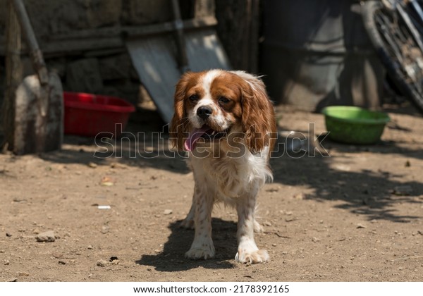 The Cavalier King Charles Spaniel is a small breed
of spaniel classed in the toy group of The Kennel Club and the
American Kennel Club.