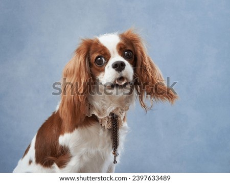 Cavalier King Charles Spaniel in studio, adorned with pearls. The dog's soft expression and elegant pearls create a portrait of grace.