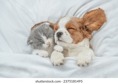 Cavalier King Charles Spaniel and tiny kitten sleep together under white warm blanket on a bed at home. Top down view