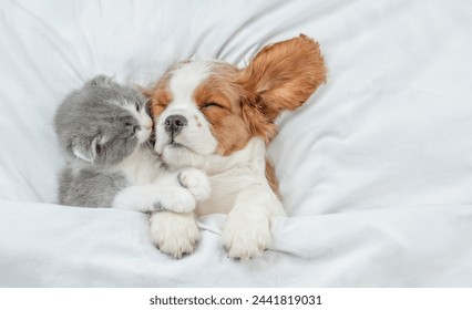 Cavalier King Charles Spaniel and tiny kitten sleep together under white warm blanket on a bed at home. Top down view. Empty space for text.