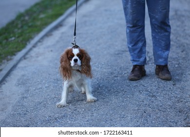 Cavalier King Charles Spaniel For A Walk. Dog With A Collar And A Leash. The Female Dog. A Man Is Walking A Dog.