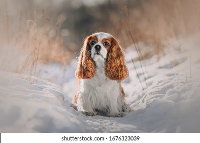 Cavalier King Charles Spaniel walking winter