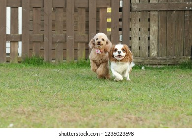 Cavalier playing and Toy poodle