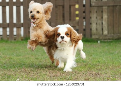 Cavalier playing and Toy poodle