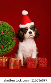 Cavalier Puppy With Santa Hat And Christmas Topiary And Gifts