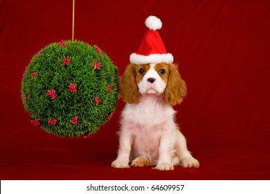 Cavalier Puppy With Santa Hat And Christmas Topiary