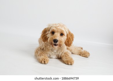 462 White poodle lying down Images, Stock Photos & Vectors | Shutterstock