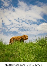 Cavapoo Dog In The Park, Mixed, Breed Of Cavalier King Charles Spaniel And Poodle. Street Photo, Selective Focus, No People