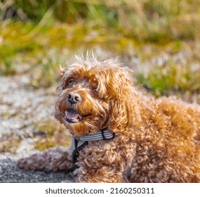 Cavapoo Dog In The Park, Mixed, Breed Of Cavalier King Charles Spaniel And Poodle. Street Photo, Selective Focus, No People