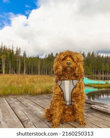 Cavapoo Dog In The Park, Mixed, Breed Of Cavalier King Charles Spaniel And Poodle. Street Photo, Selective Focus, No People