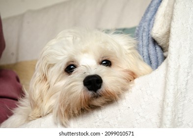 A Cavapoo Dog Peering Over The Edge Of A Settee.