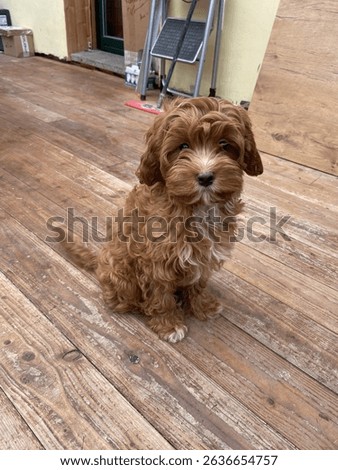 Cavapoo Dog Puppy Cute Pet Sweet Pup