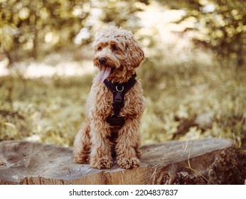 Cavapoo dog wearing black harness sitting steady with tongue out, looking to right. Female dog with curly fur sitting on the stomp in the woods.