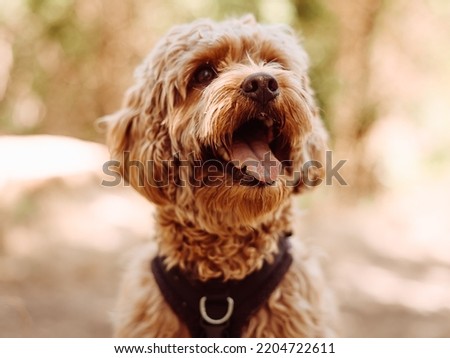 Cavapoo dog wearing black harness sitting steady with tongue out, looking to left side. Female dog with curly fur sitting in the woods.