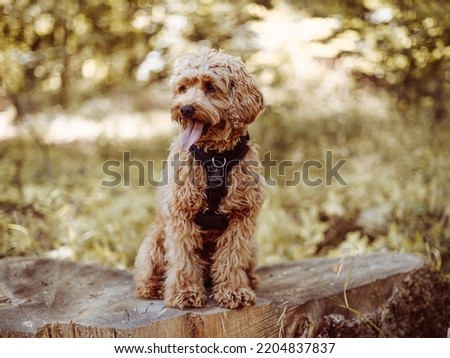 Cavapoo dog wearing black harness sitting steady with tongue out, looking to right. Female dog with curly fur sitting on the stomp in the woods.