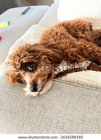 Cavapoo enjoying a lazy day 