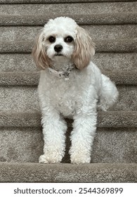 Cavapoo puppy being funny on stairs
