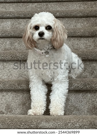 Cavapoo puppy being funny on stairs