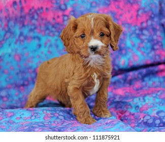 Cavalier King Charles Spaniel Mix Images Stock Photos Vectors Shutterstock