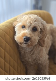 Cavapoo puppy  up on bench
