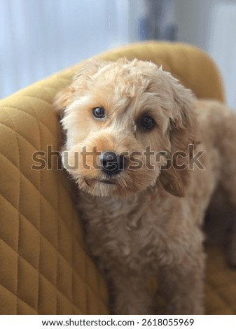 Cavapoo puppy  up on bench