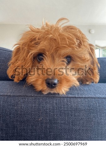 Cavapoo puppy peeking over blue living room sofa. Floppy ears, big eyes and shiny nose. 