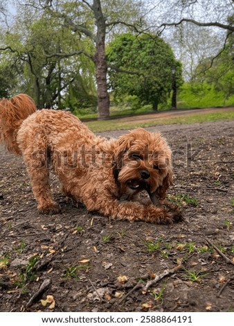 Cavapoo puppy playing with stick in park