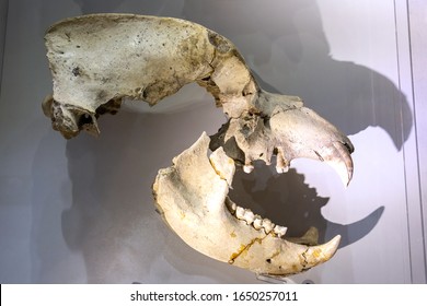 Cave Bear. Scull And Lower Jaw.