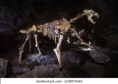 Cave Bear Skeleton In A Cave