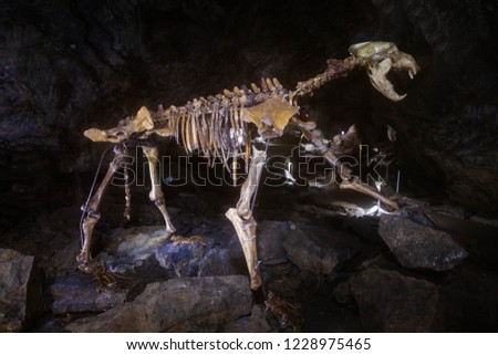 cave bear skeleton in a cave