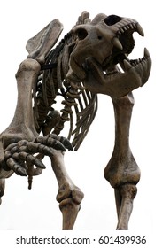 Cave bear skeleton prehistoric