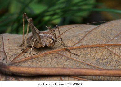 188 Cave crickets Images, Stock Photos & Vectors | Shutterstock